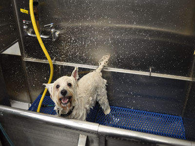 Pet Westie Trim